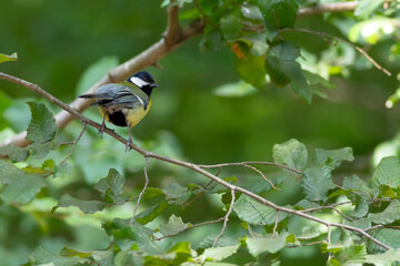 Cute little bird. Great tit. Green nature background.