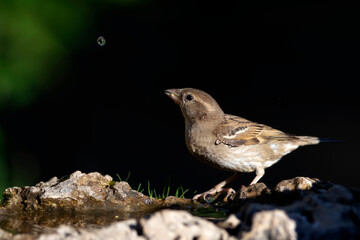 Cute little bird Sparrow. Nature background.
