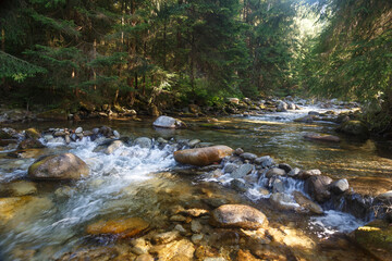 Fototapeta na wymiar Fast mountain river in forest. Rackova valley, Western Tatras mountains. Slovakia