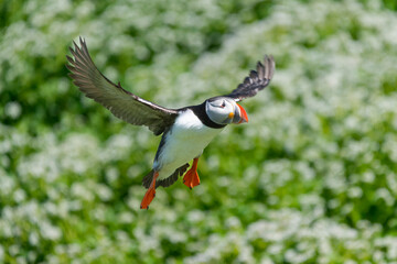 Atlantic puffin - Fratercula arctica - landing with spread wings with green meadow in background. Photo from Hornoya Island in Norway.