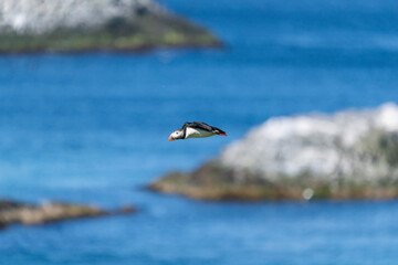 Atlantic puffin - Fratercula arctica - in flight with blue water of Barents Sea in background. Photo from Hornoya Island in Norway.