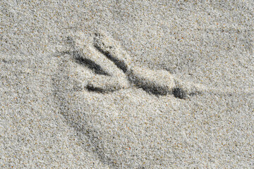 A footprint or track of a bird in sand