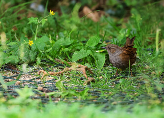 Dunnock bird 