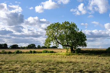 Fototapeta premium Oak tree in a field in summer in County Durham, North east England
