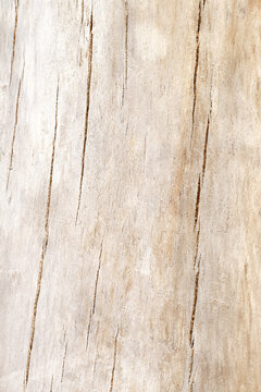 modern nordic style dry white driftwood background