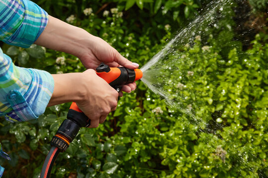 woman watering plant in garden in summer