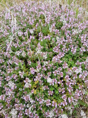 Obraz premium Calcareous grassland with flowering of common thyme