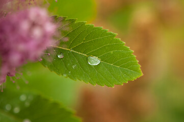 blossom of hardhack (Spiraea douglasii or Spiraea salicifolia) or steeplebush, Douglas' spirea,...