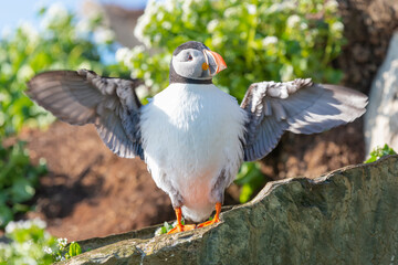 Cute atlantic puffin - Fratercula arctica - standing on stone with spread wings with green vegatation in background. Photo from Hornoya Island in Norway.