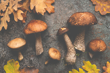 Boletus mushrooms with autumn oak leaves over dark stone background. Top view autumn background