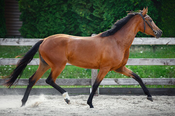 portrait of beautiful young sport horse trotting in paddock - obrazy, fototapety, plakaty