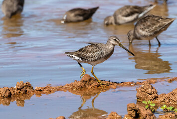 A Long-billed Dowitcher in non-breeding plumage walks over a mud mound while other Dowitchers feed in the background in a mudflats habitat environment during migration in the Fall.
