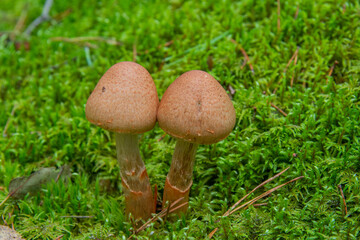 two mushrooms against the background of green moss in the forest