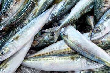 Obraz premium fresh mackerels to sell in the setubal fish market