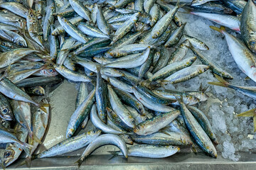 fresh fish at the market