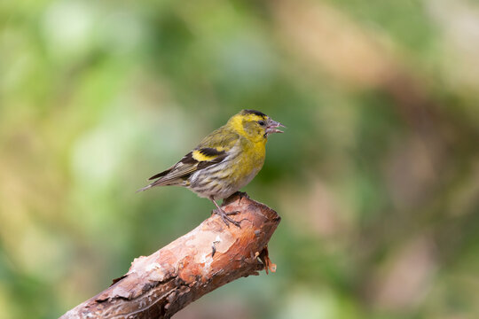 Eurasian siskin - Spinus spinus - perched with green background. Photo from Kaamanen, Lapland in Finland
