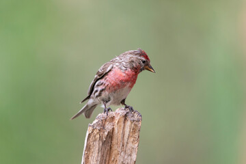 Common redpoll or mealy redpoll - Acanthis flammea - perched with green background. Photo from Kaamanen, Lapland in Finland.
