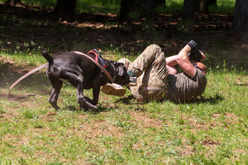 Cane Corso attacking dog handler during aggression training.