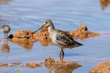 Closeup portrait of a Long-billed Dowitcher in non-breeding plumage standing in the shallow waters of a mudflats habitat in its migration period in early October.