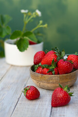 Strawberry in the flower pot