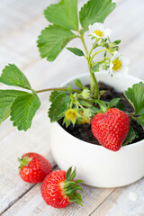 Strawberry in the flower pot