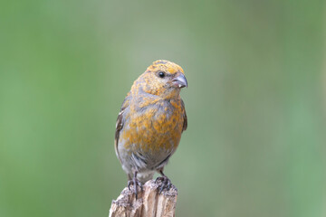 Portrait of pine grosbeak - Pinicola enucleator - female in yellow plumage perched with light green background. Photo from Kaamanen, Lapland in Finland.