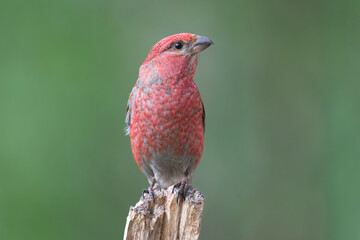 Pine grosbeak - Pinicola enucleator - male in red plumage perched with green background. Photo from Kaamanen, Lapland in Finland.