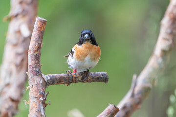 Colorful brambling - Fringilla montifringilla - perched with green background. Photo from Kaamanen, Lapland in Finland.