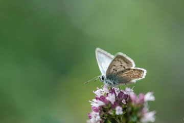 Obraz premium common blue butterfly on a flower with blur plain background