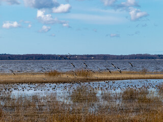 flooded lake shore, overgrown with last year's reeds and bushes, bird migration, beautiful cumulus clouds