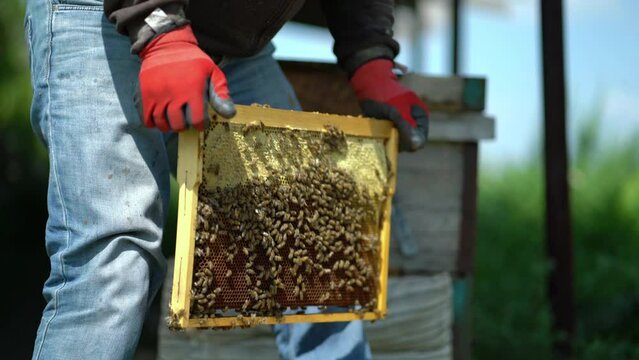 Young beekeeper inspecting bees in the apiary