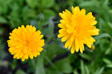 Yellow flowers of Calendula officinalis close-up. Yellow flowers close-up macrophotography.