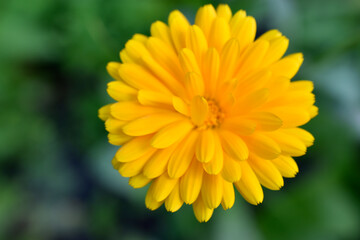Yellow flowers of Calendula officinalis close-up. Yellow flowers close-up macrophotography.