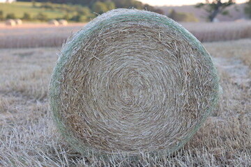 Bale of hay in the field in sunset, closeup of circle round bale of hay from field