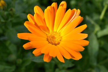 Yellow flowers of Calendula officinalis close-up. Yellow flowers close-up macrophotography.