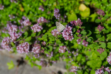 Male Sooty Copper (Lycaena tityrus) butterfly sitting on a pink flower in Zurich, Switzerland
