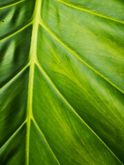 Philodendron Giganteum leaf (siguine or giant philodendron) in the forest