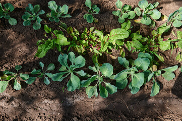 Top view of the green leaves of a young cabbage growing in an open field on eco farm. Agricultural business. Copy space