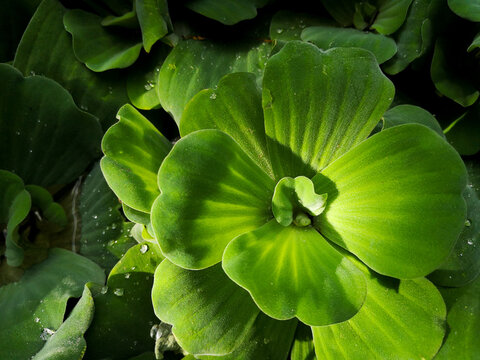 Water lettuce (pistia stratiotes) in a pond, also known as water cabbage