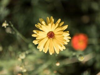 Gartenblume, Makro, Sommerblume, 