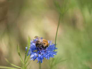 Sommerblume, Gartenblume, Sommer, Makro