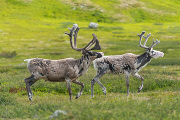 Reindeers - Rangifer tarandus, walking on green grass in Sonfjället National Park in Sweden.