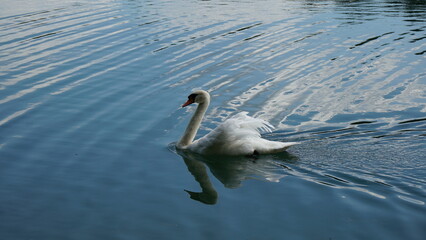 Schwan, Swan, Wasser, See