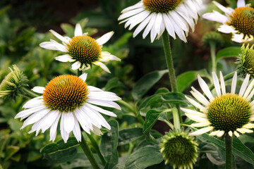 White Echinacea coneflowers blooming in a summer garden in close-up