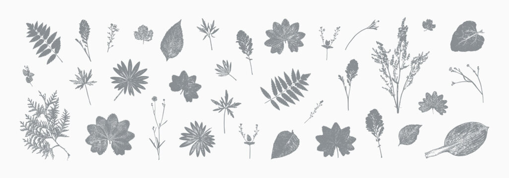 Vector Set of Natural Wildflowers and Herbs Print. Grass Leaf Silhouettes. Stamp Leaves. Textured Summer Meadow Plants Imprint. Great for vintage floral design.