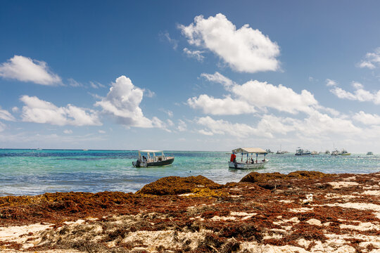 Beach full of sargassum algae. Sargassum seaweeds Caribbean ecological problem.