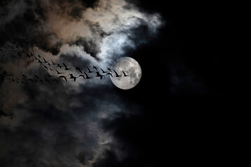Fullmoon and birds. Moonscape in dark night. Black sky background. 
