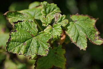 diseased currant leaf close-up. Gardening. Garden pest control