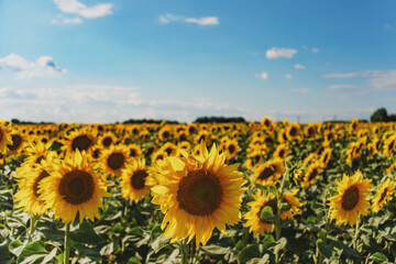 Obraz premium Sunflower field under bright sunlight