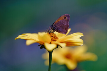 Wilderneaa. Beautiful wild flower with butterfly